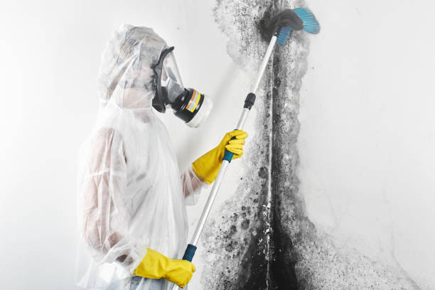  Greensboro, AL Mold Removal Pros
